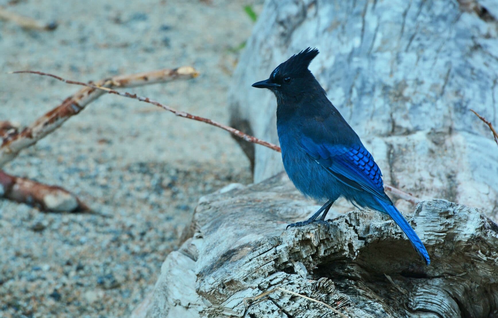 Birkenhead Lake Park photo 6